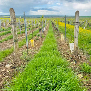 Domaine Daniel Séguinot Chablis - Latitude Wine & Liquor Merchant