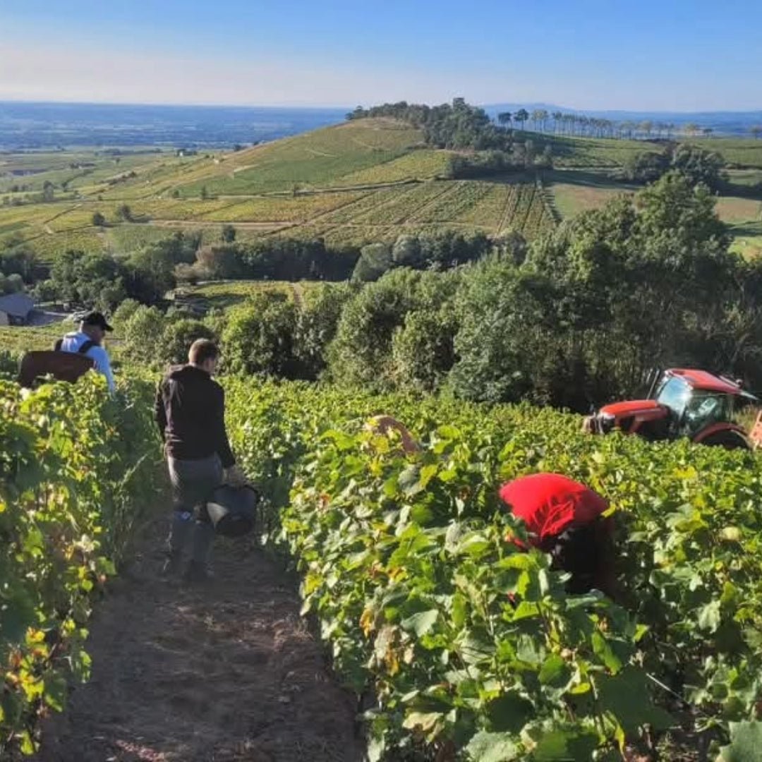 Domaine De Colette Beaujolais Blanc - Latitude Wine & Liquor Merchant