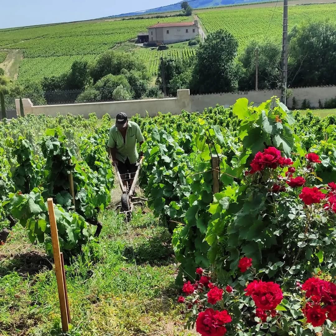 Domaine De Colette Beaujolais Blanc - Latitude Wine & Liquor Merchant