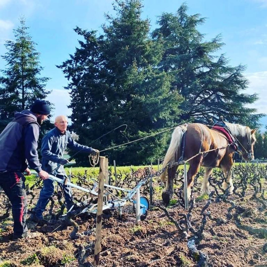 Domaine De Colette Regnie