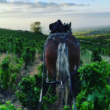 Domaine De Colette Beaujolais Blanc - Latitude Wine & Liquor Merchant
