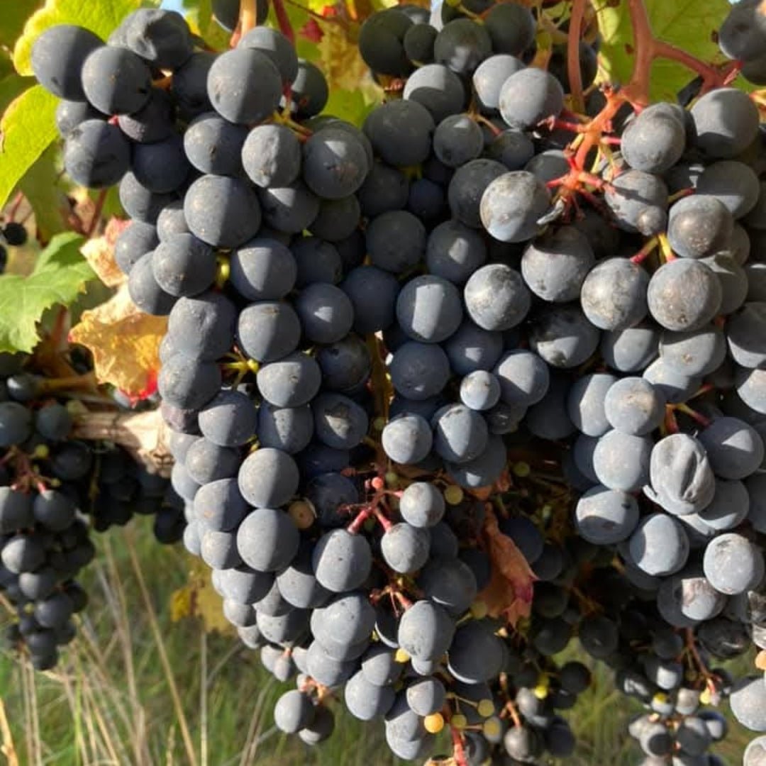 Domaine De La Chaise L'Originelle Chenin Blanc
