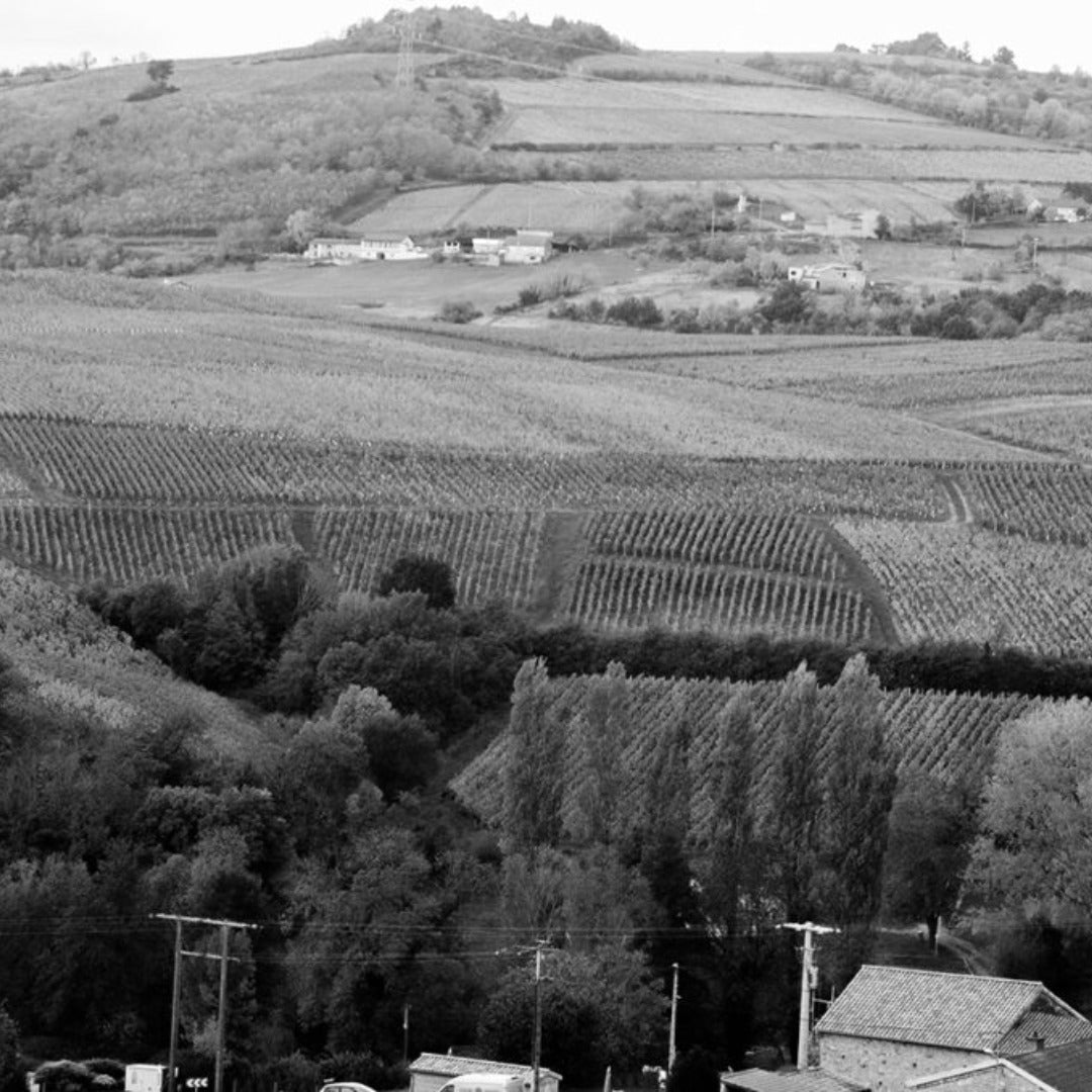 Creuze Noire Coteaux Bourguignons Rouge