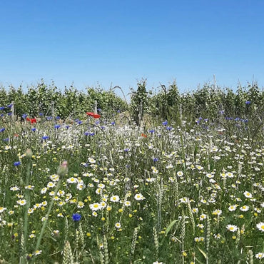 Domaine de Maltarverne Pouilly Fume - Latitude Wine & Liquor Merchant