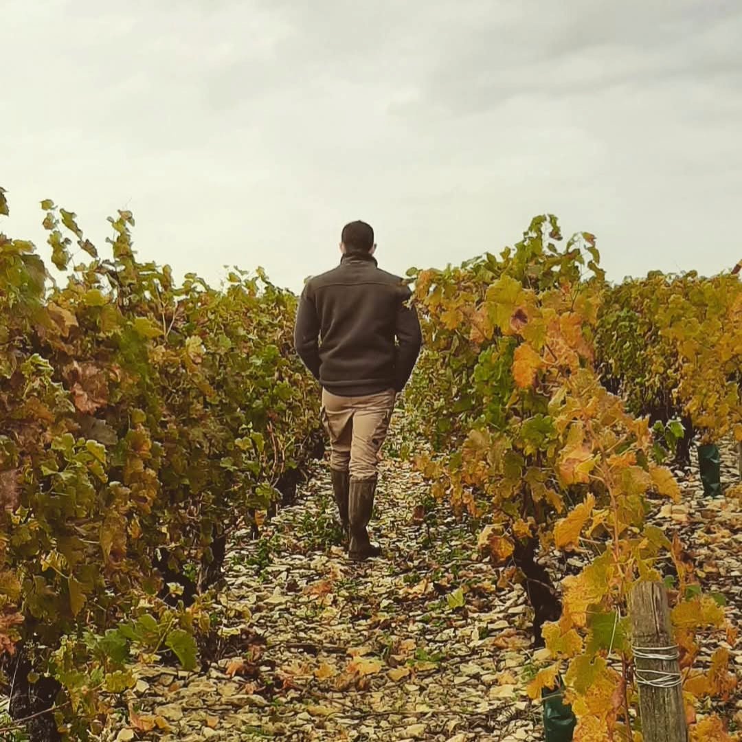 Domaine de Maltarverne Pouilly Fume - Latitude Wine & Liquor Merchant