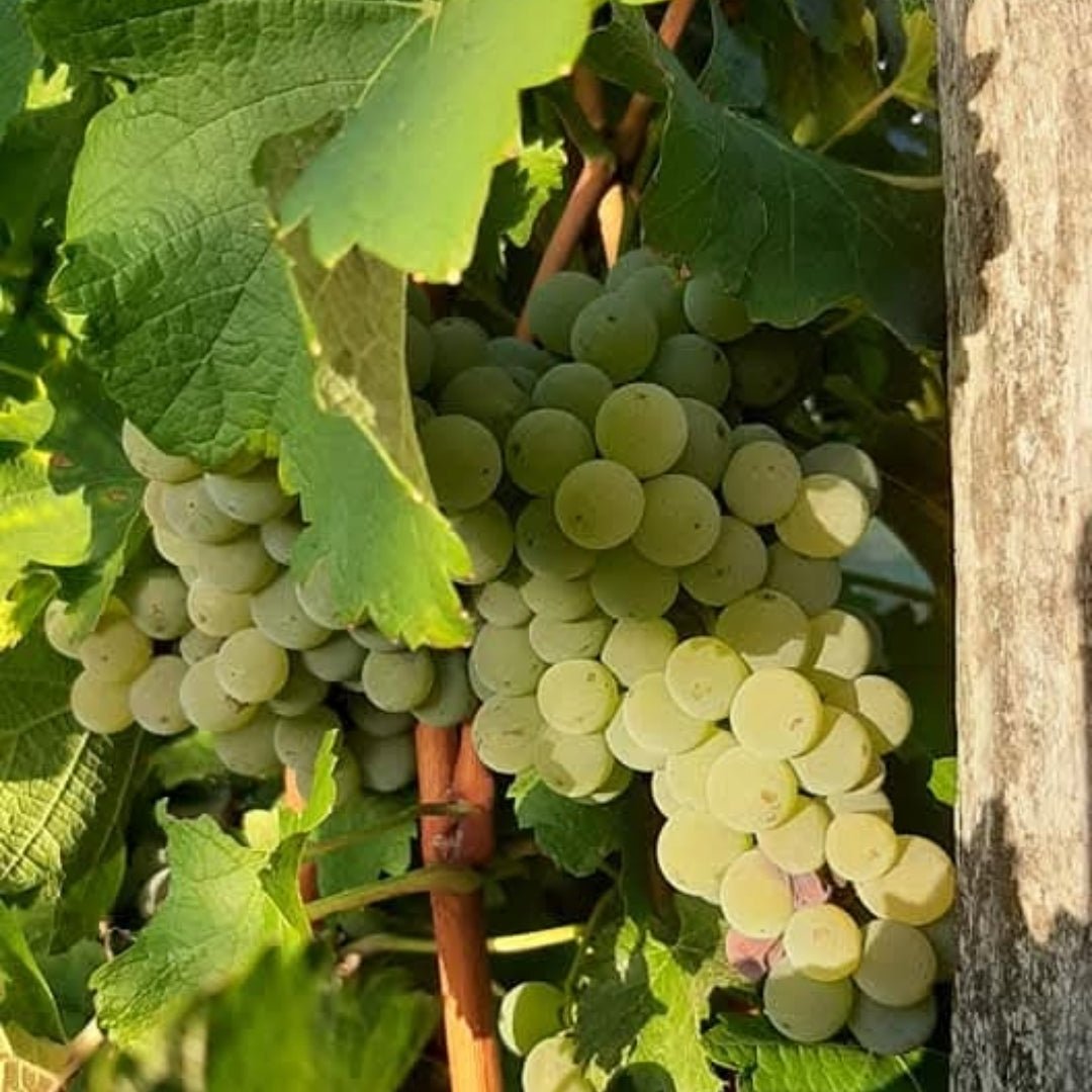 Domaine de Maltarverne Pouilly Fume - Latitude Wine & Liquor Merchant