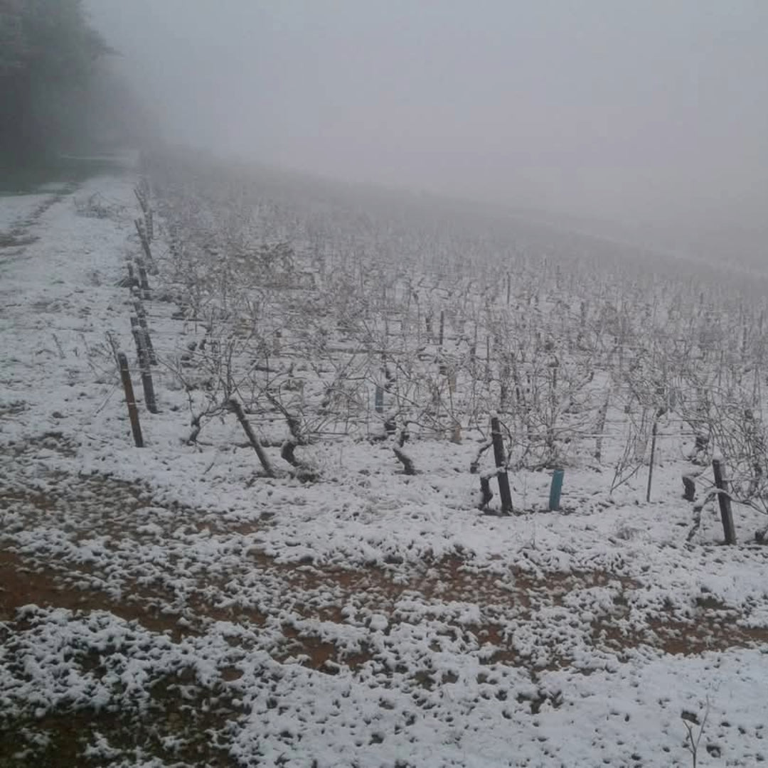 Domaine De Rochebin Bourgogne Chardonnay