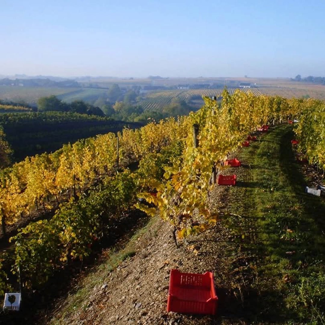 Domaine Des Baumard Clos Du Papillon Savennieres - Latitude Wine & Liquor Merchant