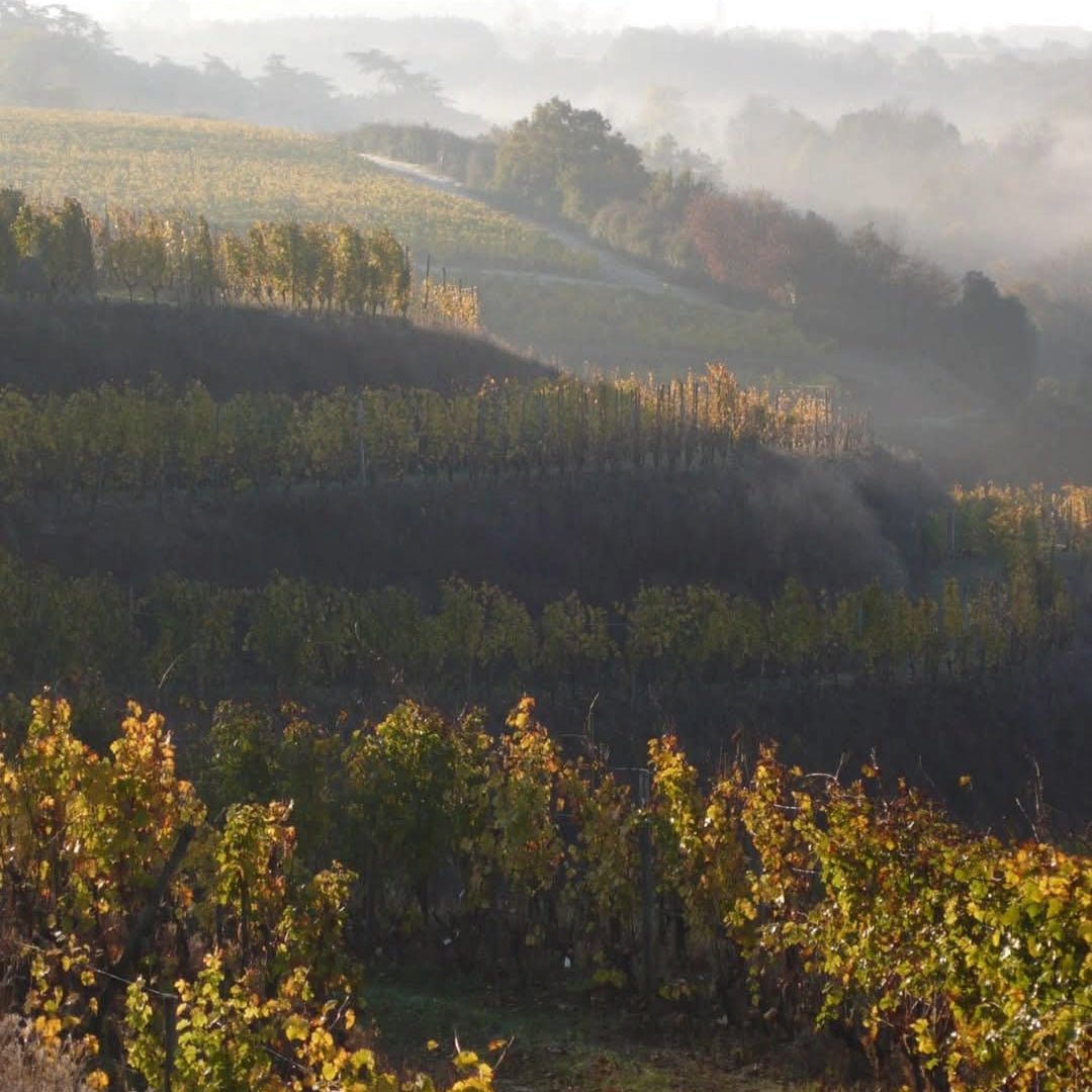 Domaine Des Baumard Clos Du Papillon Savennieres - Latitude Wine & Liquor Merchant