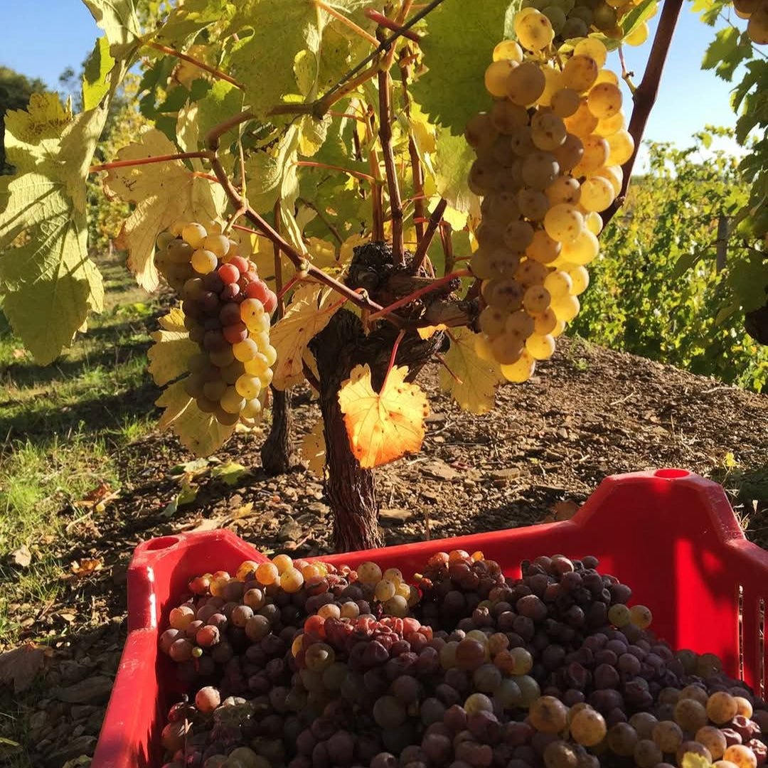 Domaine Des Baumard Clos Du Papillon Savennieres - Latitude Wine & Liquor Merchant