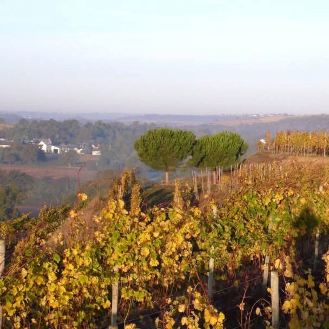 Domaine Des Baumard Clos Du Papillon Savennieres - Latitude Wine & Liquor Merchant