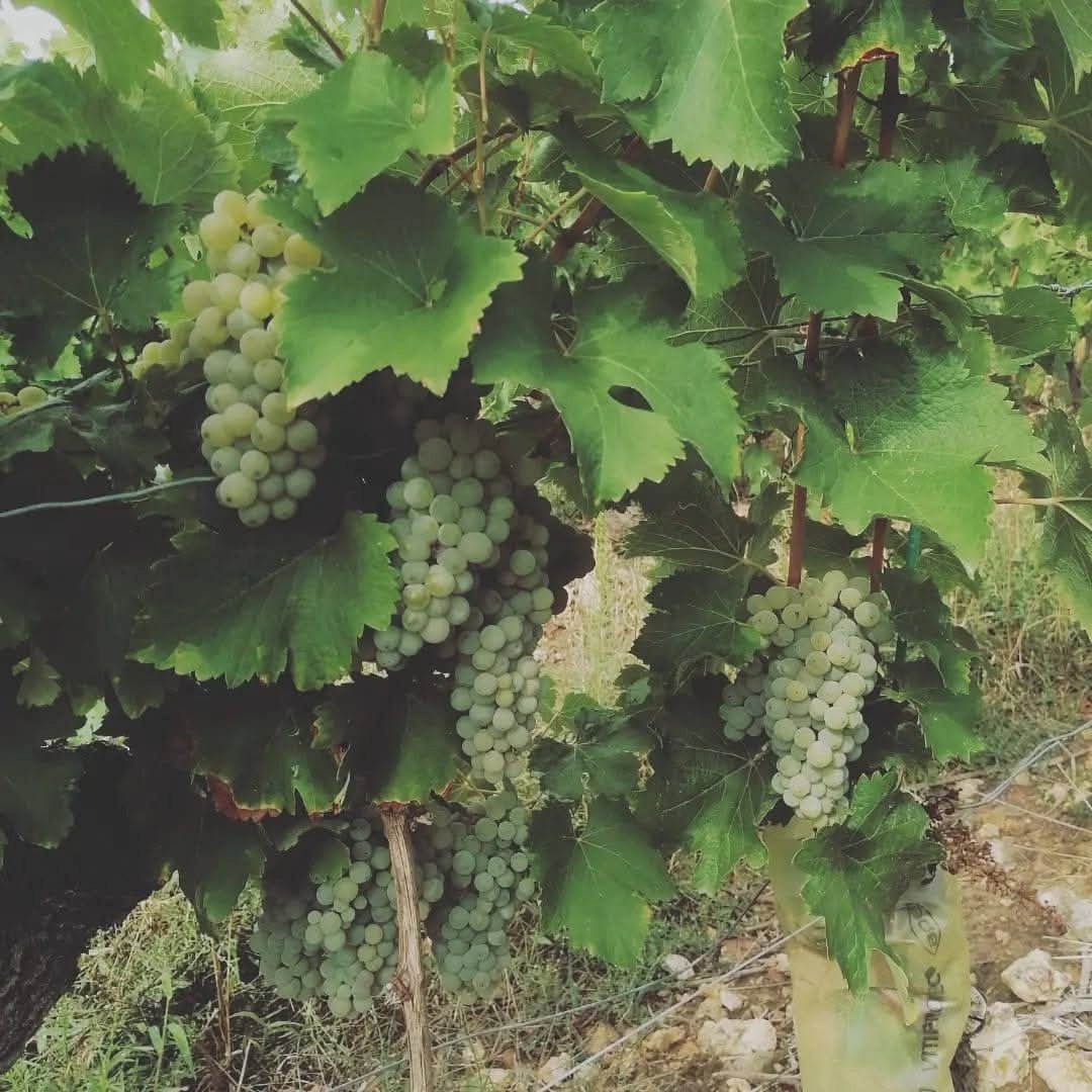 Domaine Des Gauletteries Jasnieres Chenin Blanc