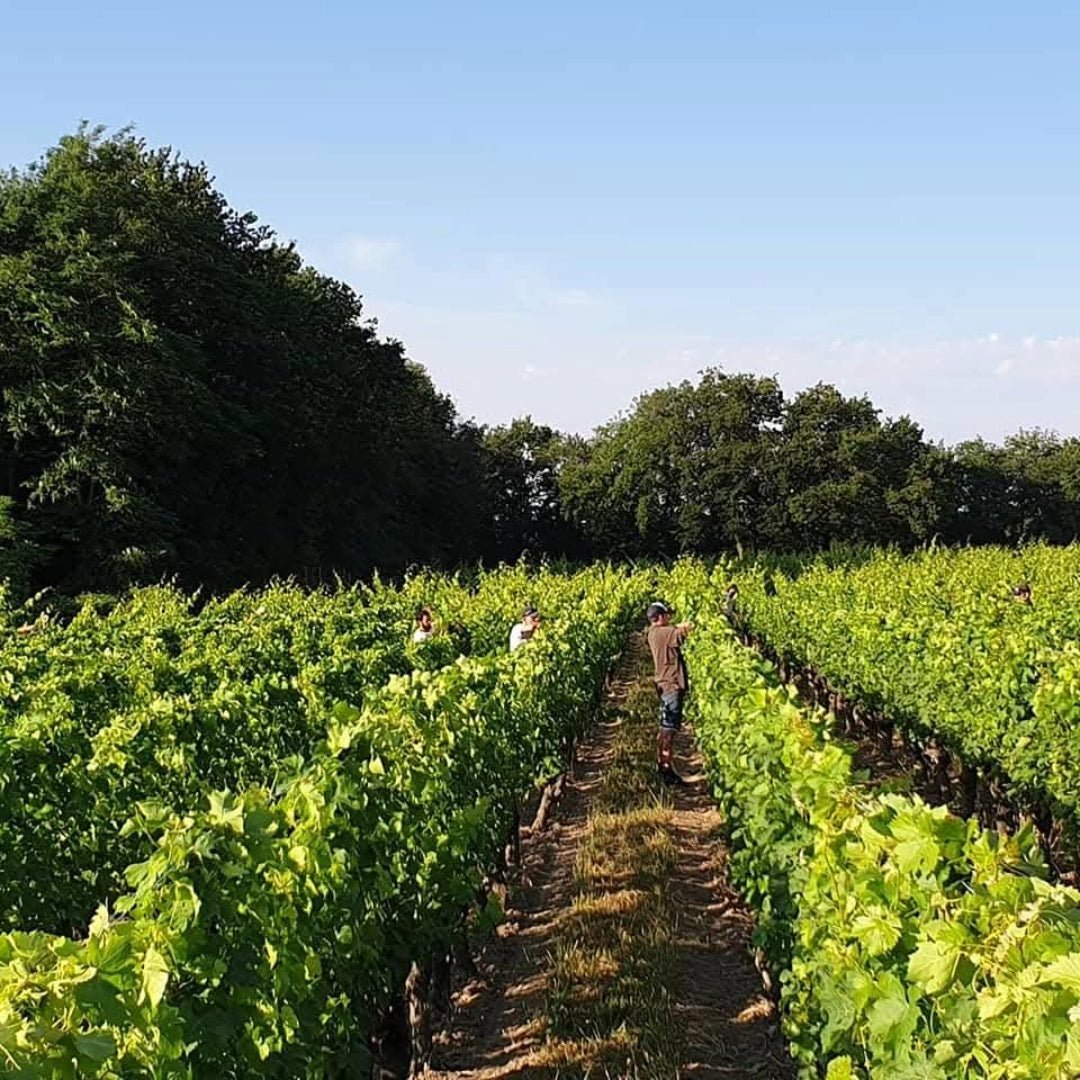 Domaine Des Roches Neuves Saumur Champigny - Latitude Wine & Liquor Merchant