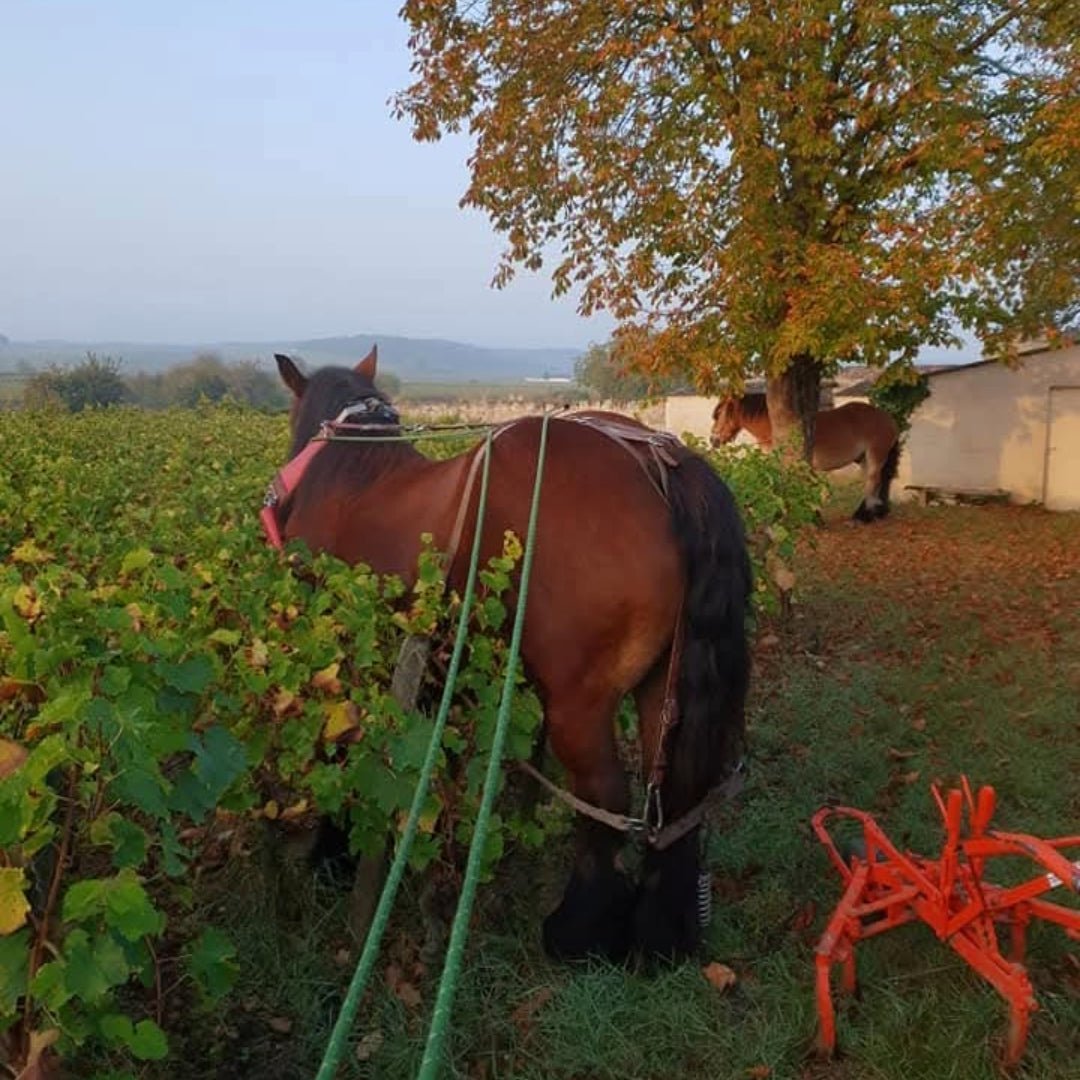 Domaine Des Roches Neuves Saumur Champigny - Latitude Wine & Liquor Merchant