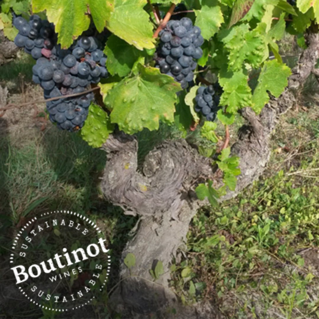 Domaine du Pre Baron Touraine Sauvignon Blanc Vieilles Vignes