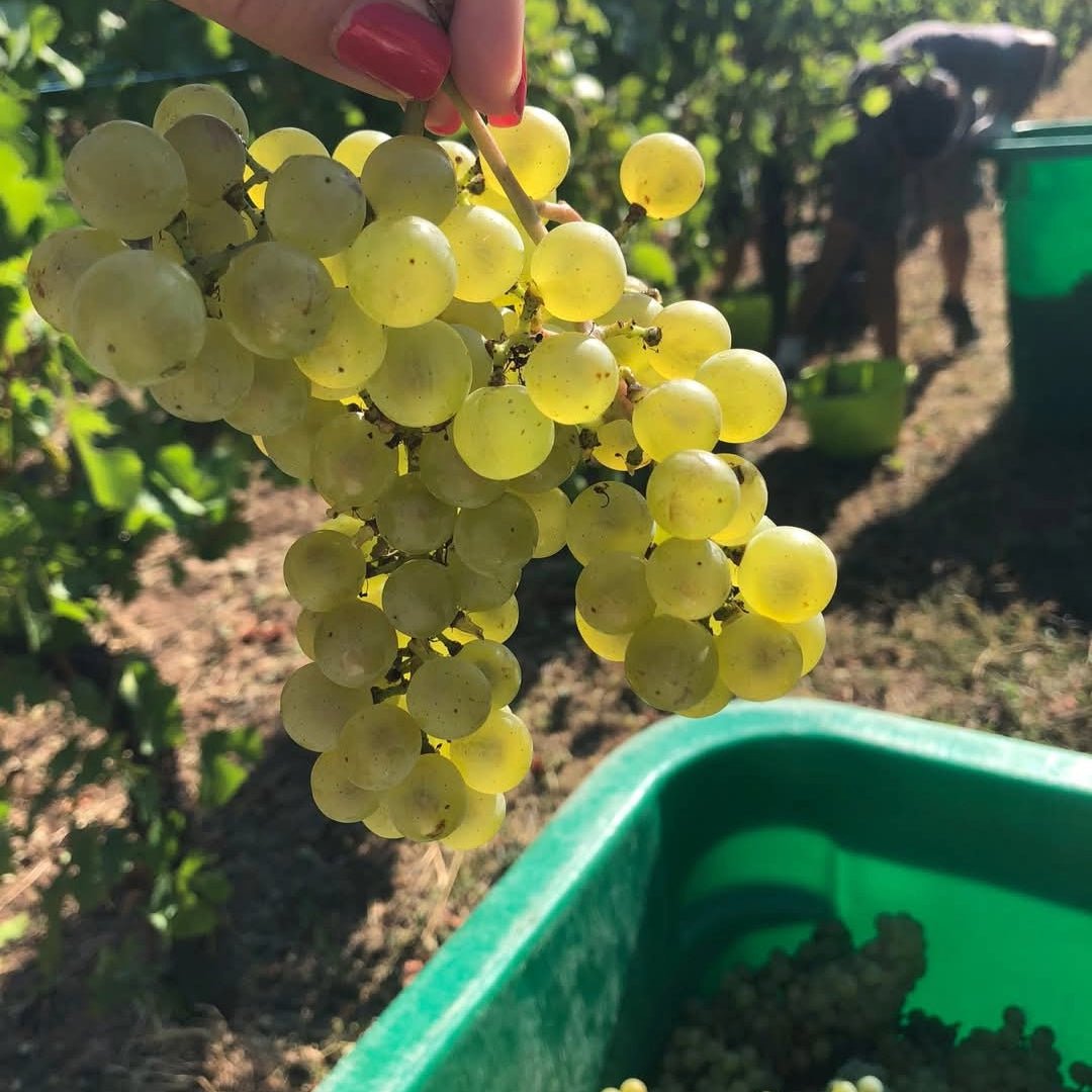 Domaine Klur Cuvee Meow Crement d'Alsace
