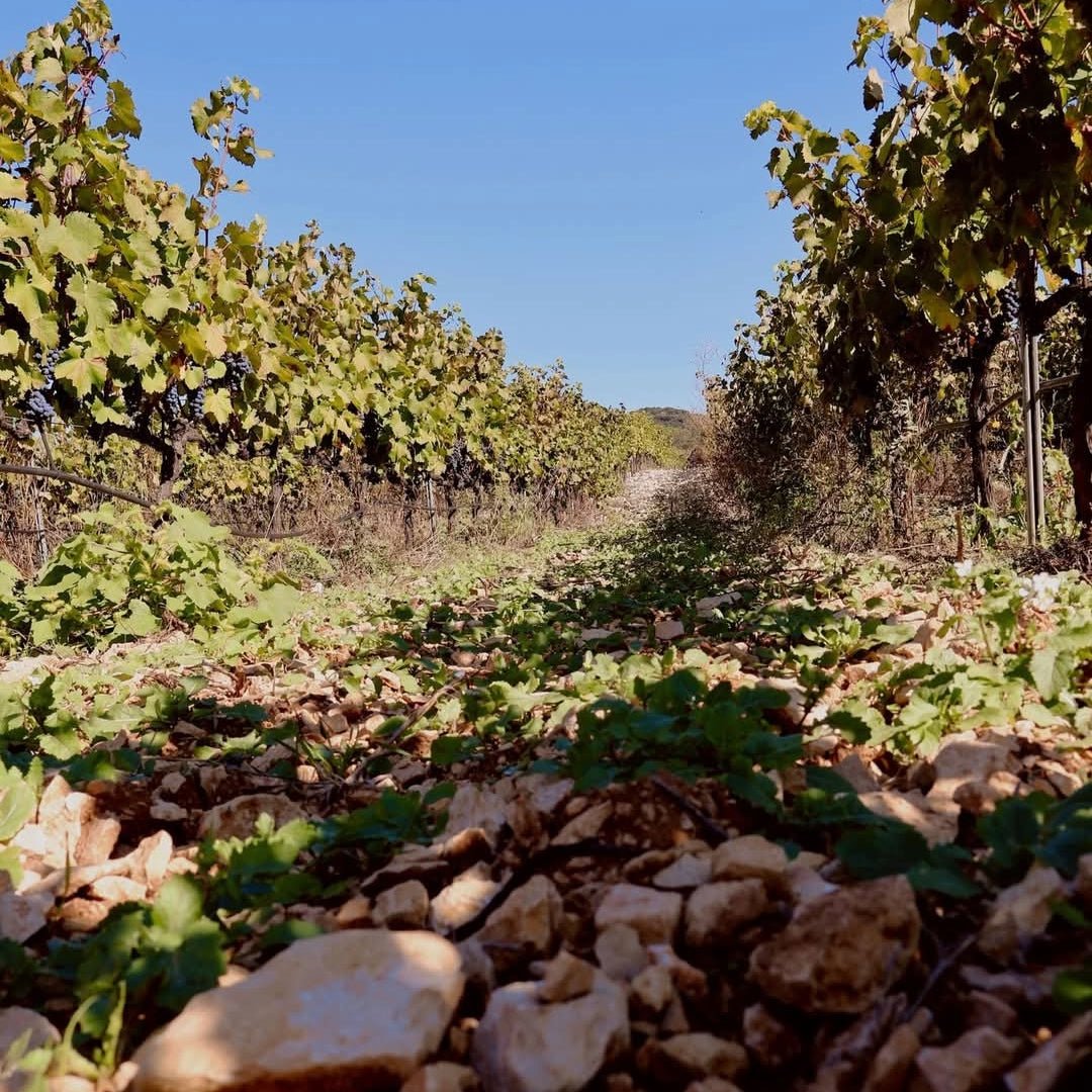 Domaine Lafond Roc - Epine Lirac Rouge - Latitude Wine & Liquor Merchant