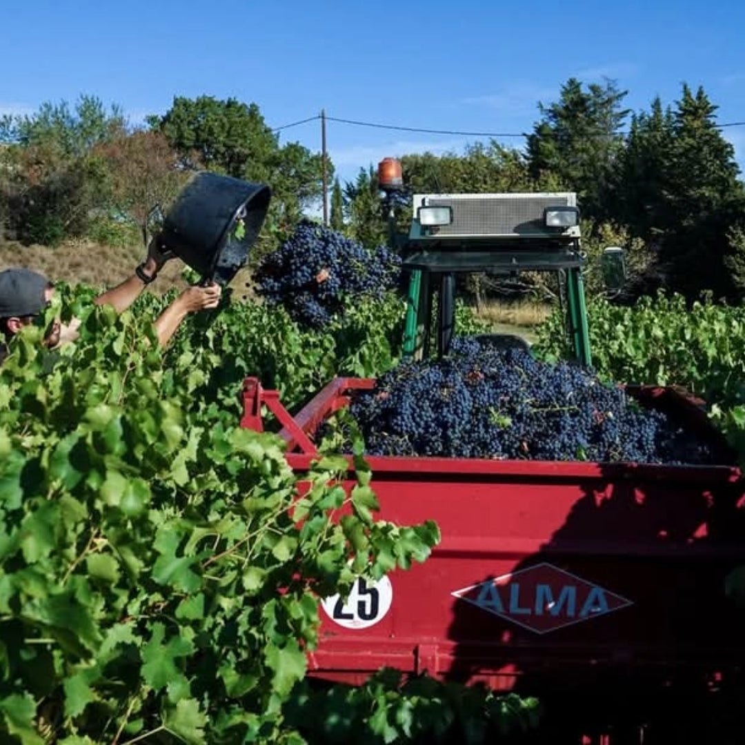 Domaine Lafond Roc - Epine Lirac Rouge - Latitude Wine & Liquor Merchant