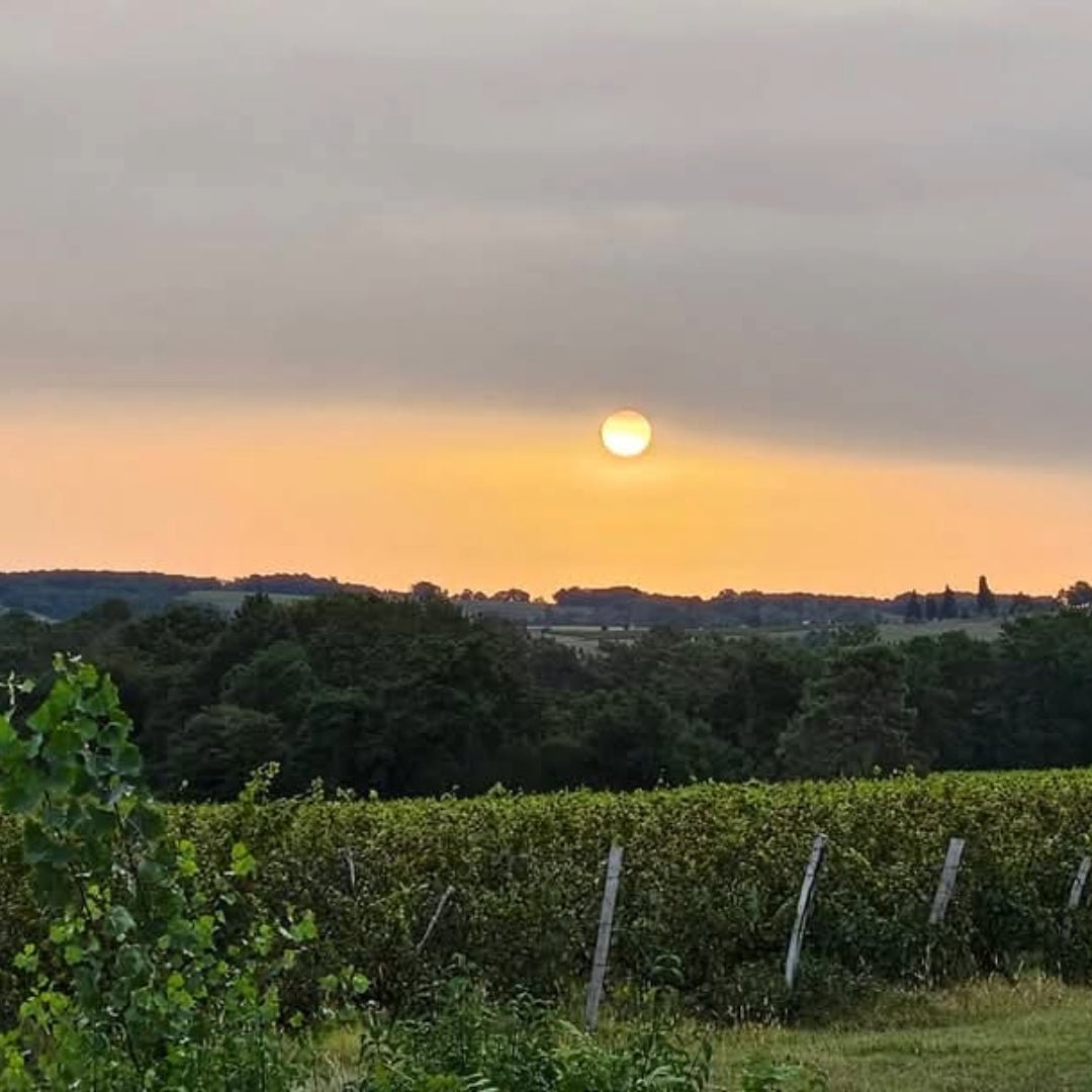 Domaine Saint - Lannes Les Peyrades - Latitude Wine & Liquor Merchant