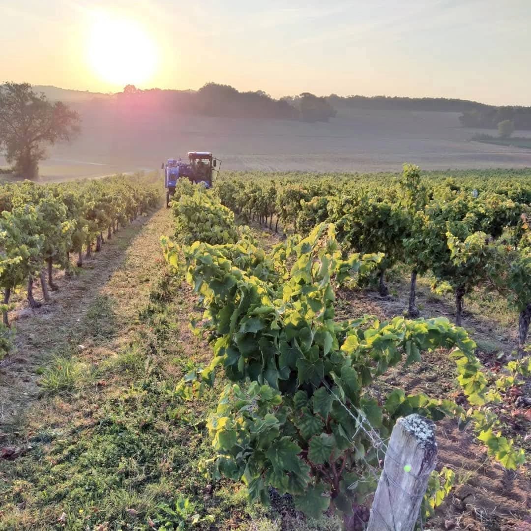 Domaine Saint - Lannes Les Peyrades - Latitude Wine & Liquor Merchant