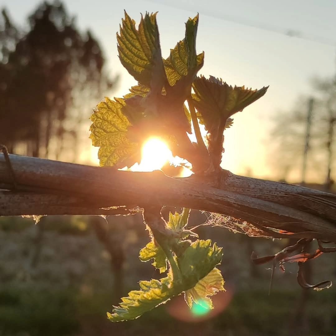 Domaine Saint - Lannes Les Peyrades - Latitude Wine & Liquor Merchant