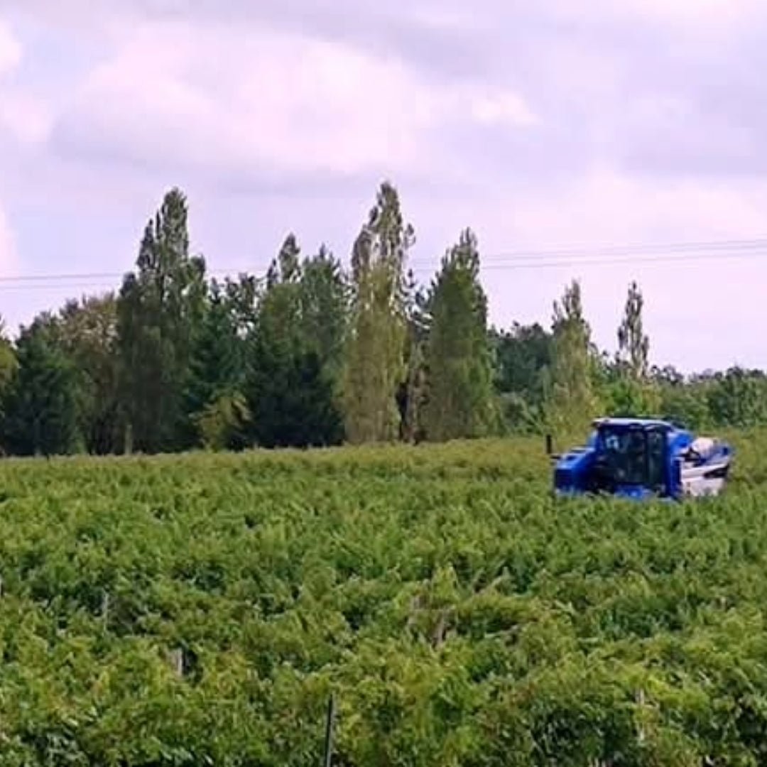 Domaine Saint - Lannes Les Peyrades - Latitude Wine & Liquor Merchant