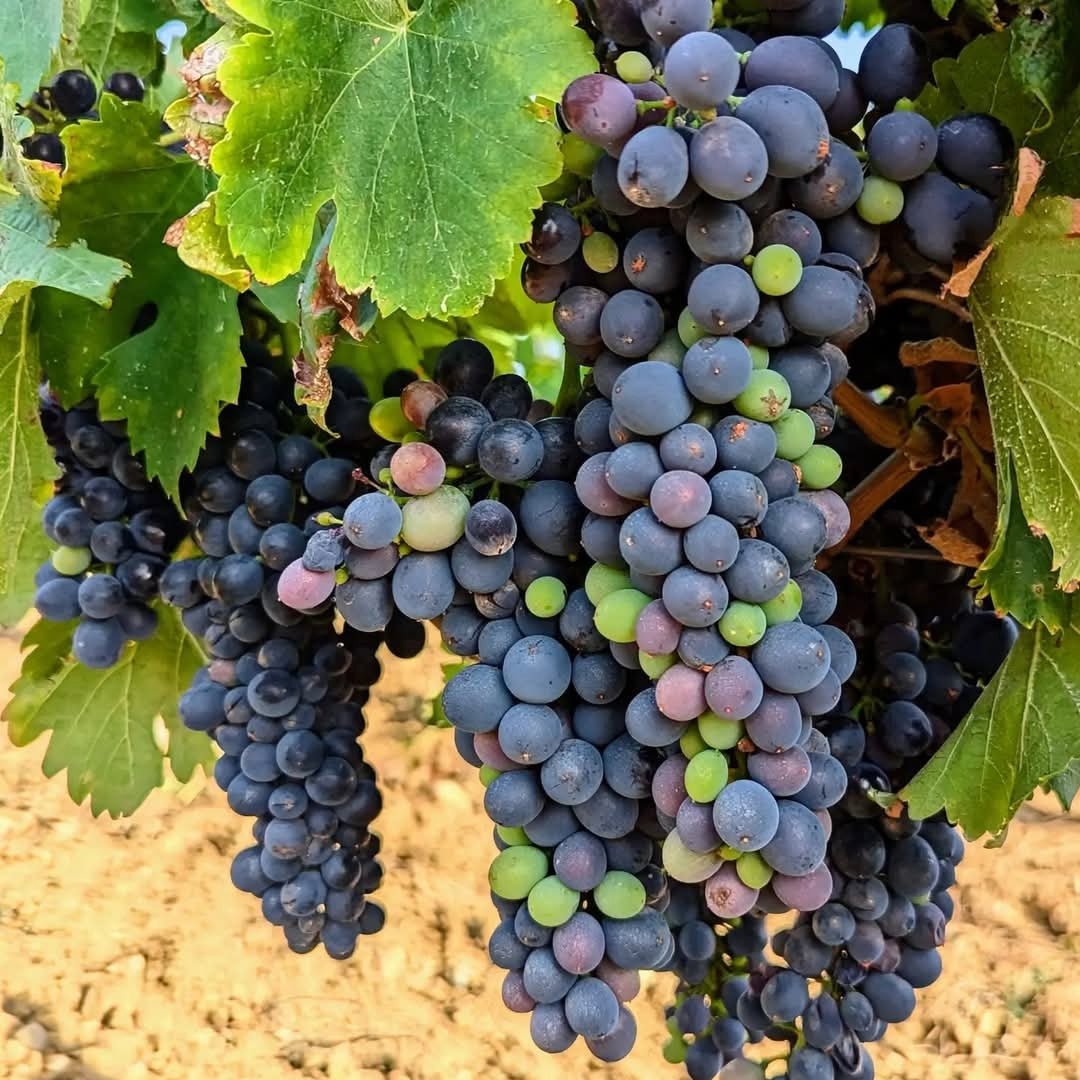 Domaine Trilles Calignan Vieille Vigne - Latitude Wine & Liquor Merchant