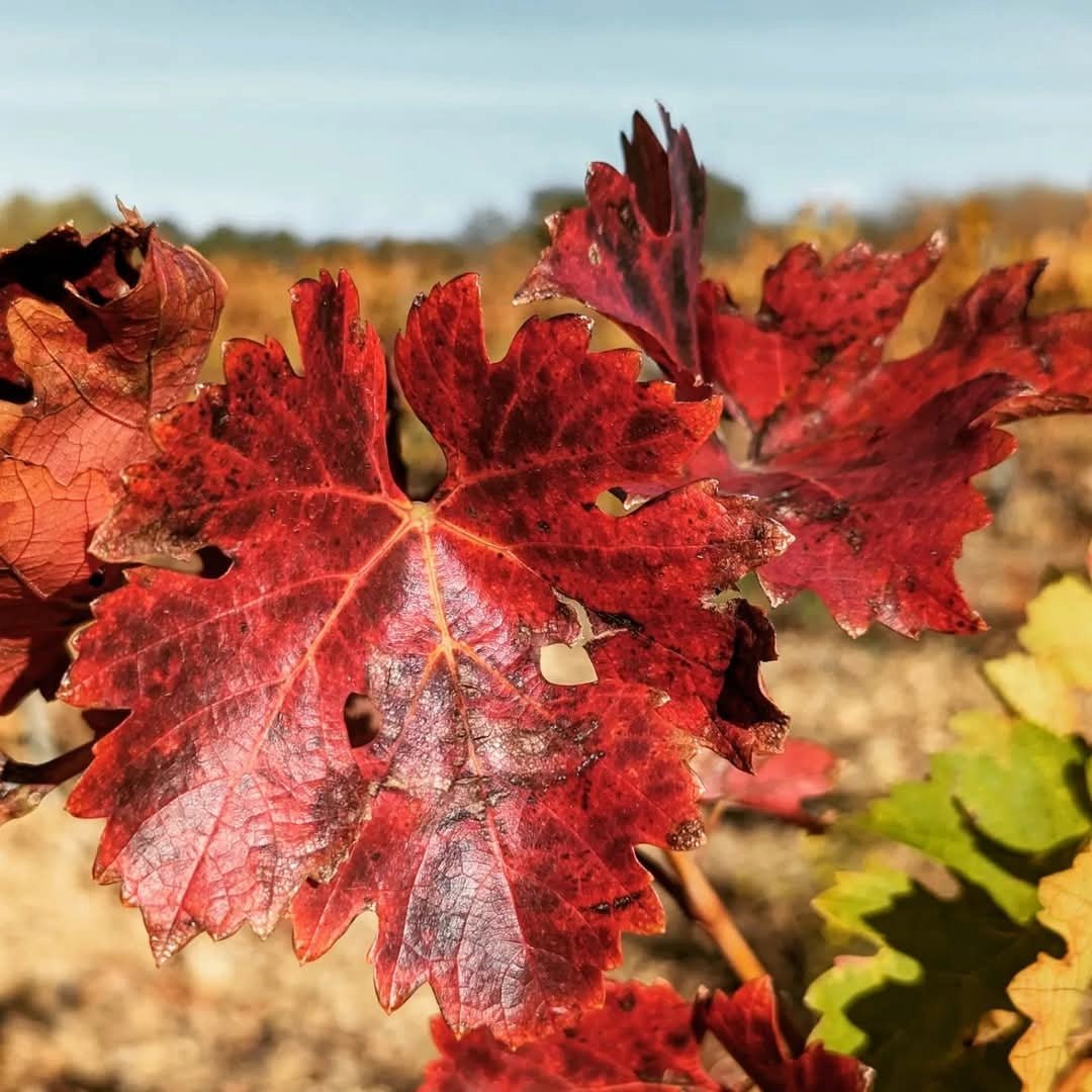 Domaine Trilles Calignan Vieille Vigne - Latitude Wine & Liquor Merchant