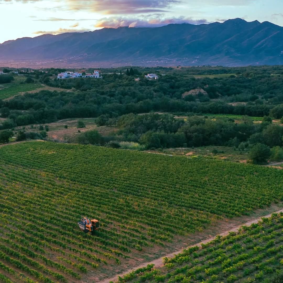 Domaine Trilles Calignan Vieille Vigne - Latitude Wine & Liquor Merchant