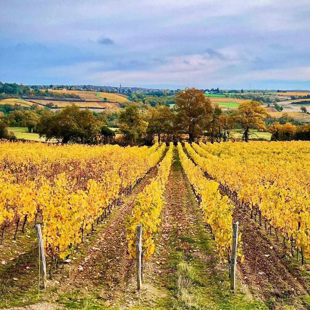 Domaine Trottieres Rose d'Anjou Champ d'Oiseaux