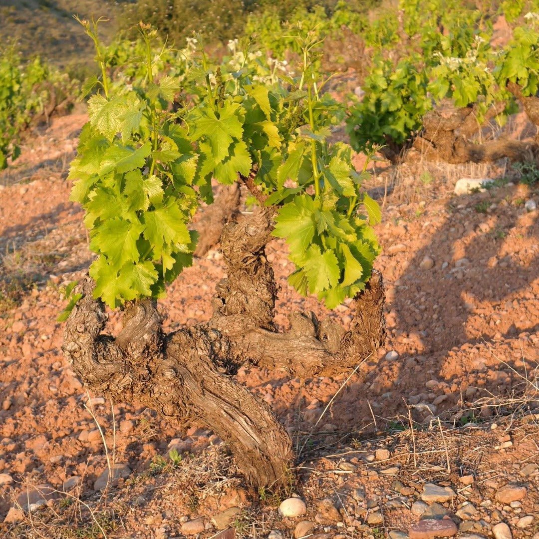 Don Sancho De A Ocho Rioja Tinto - Latitude Wine & Liquor Merchant