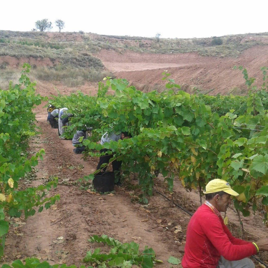 Don Sancho De A Ocho Rioja Tinto - Latitude Wine & Liquor Merchant