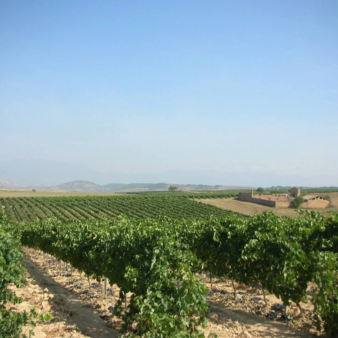 Don Sancho De A Ocho Rioja Tinto - Latitude Wine & Liquor Merchant