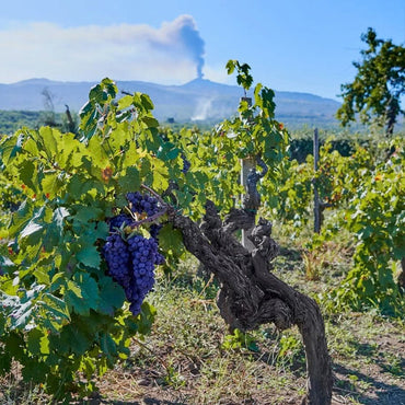 Donnafugata Sul Volcanico Etna Rosso - Latitude Wine & Liquor Merchant