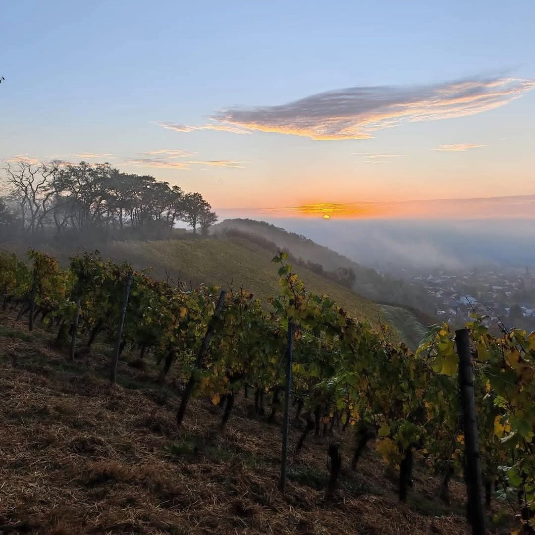 Donnhoff Kreuz Kahlenberg Dry Riesling - Latitude Wine & Liquor Merchant