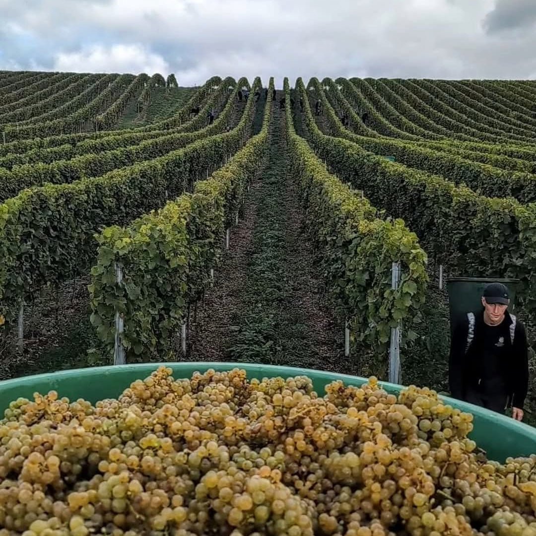 Donnhoff Kreuz Kahlenberg Dry Riesling - Latitude Wine & Liquor Merchant