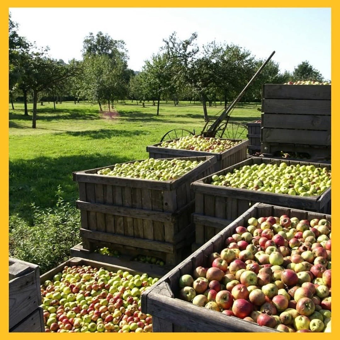 Dupont VSOP Calvados - Latitude Wine & Liquor Merchant