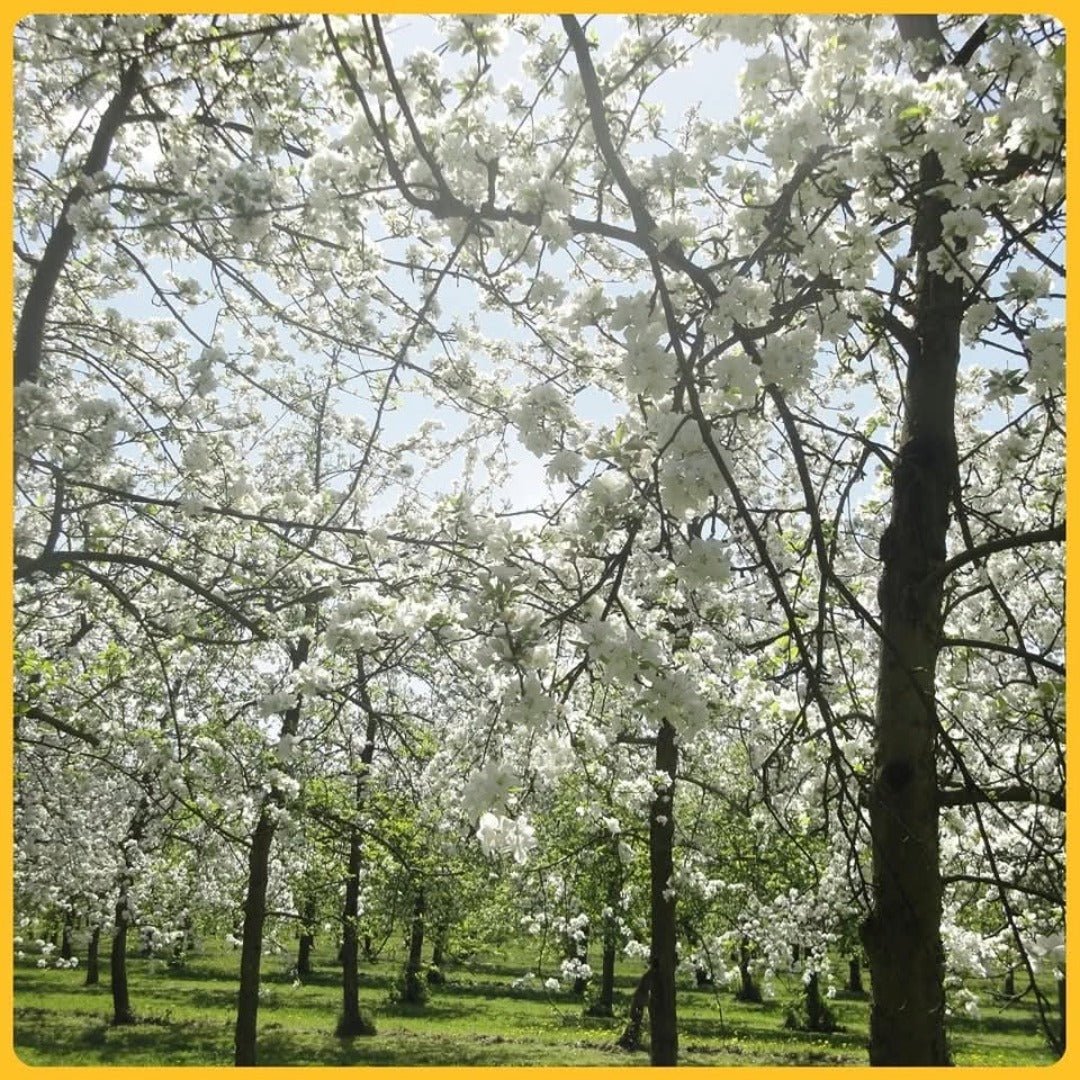 Dupont VSOP Calvados - Latitude Wine & Liquor Merchant