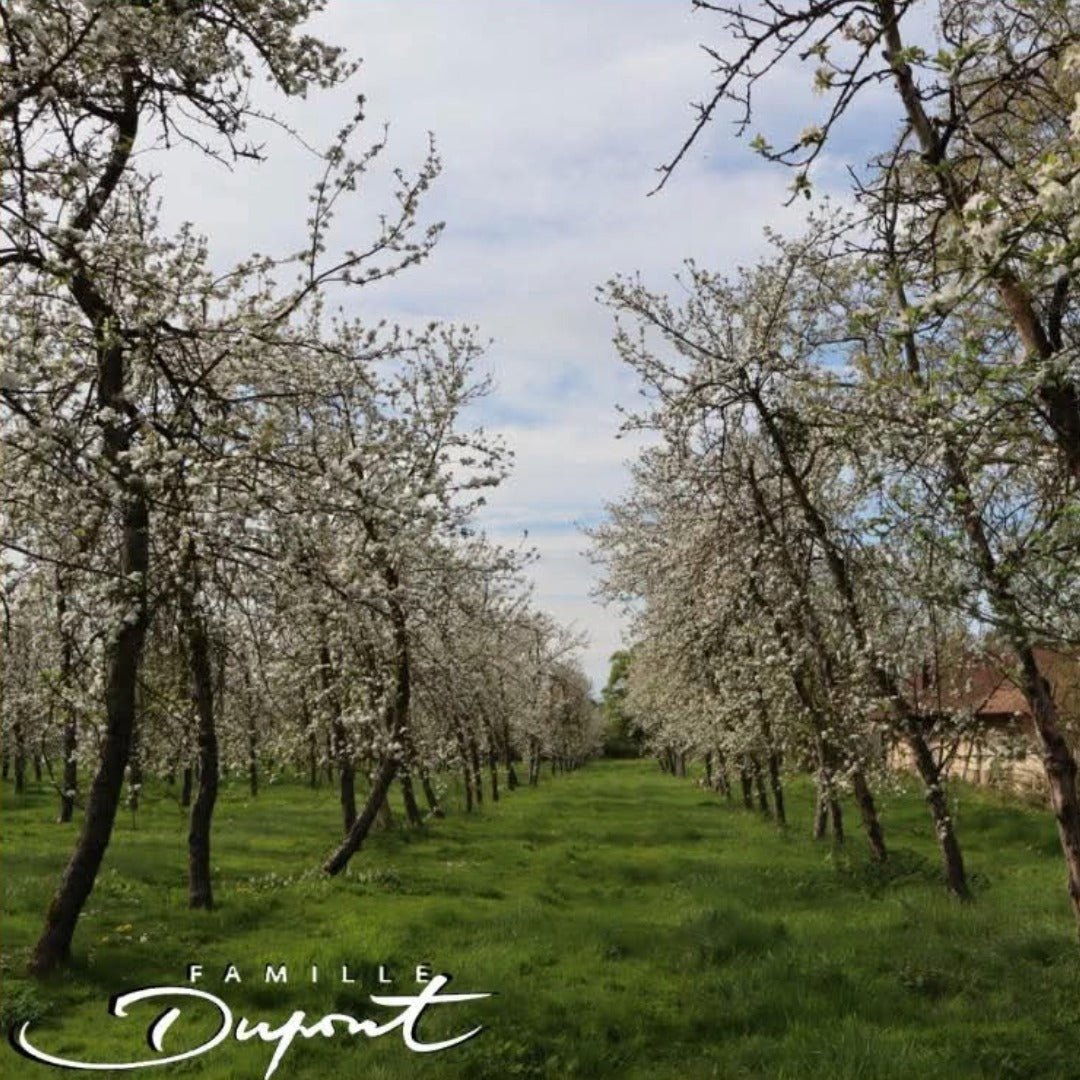 Dupont VSOP Calvados - Latitude Wine & Liquor Merchant