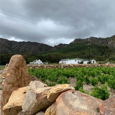 Dye Bleeding Skin Contact Grenache Gris - Latitude Wine & Liquor Merchant