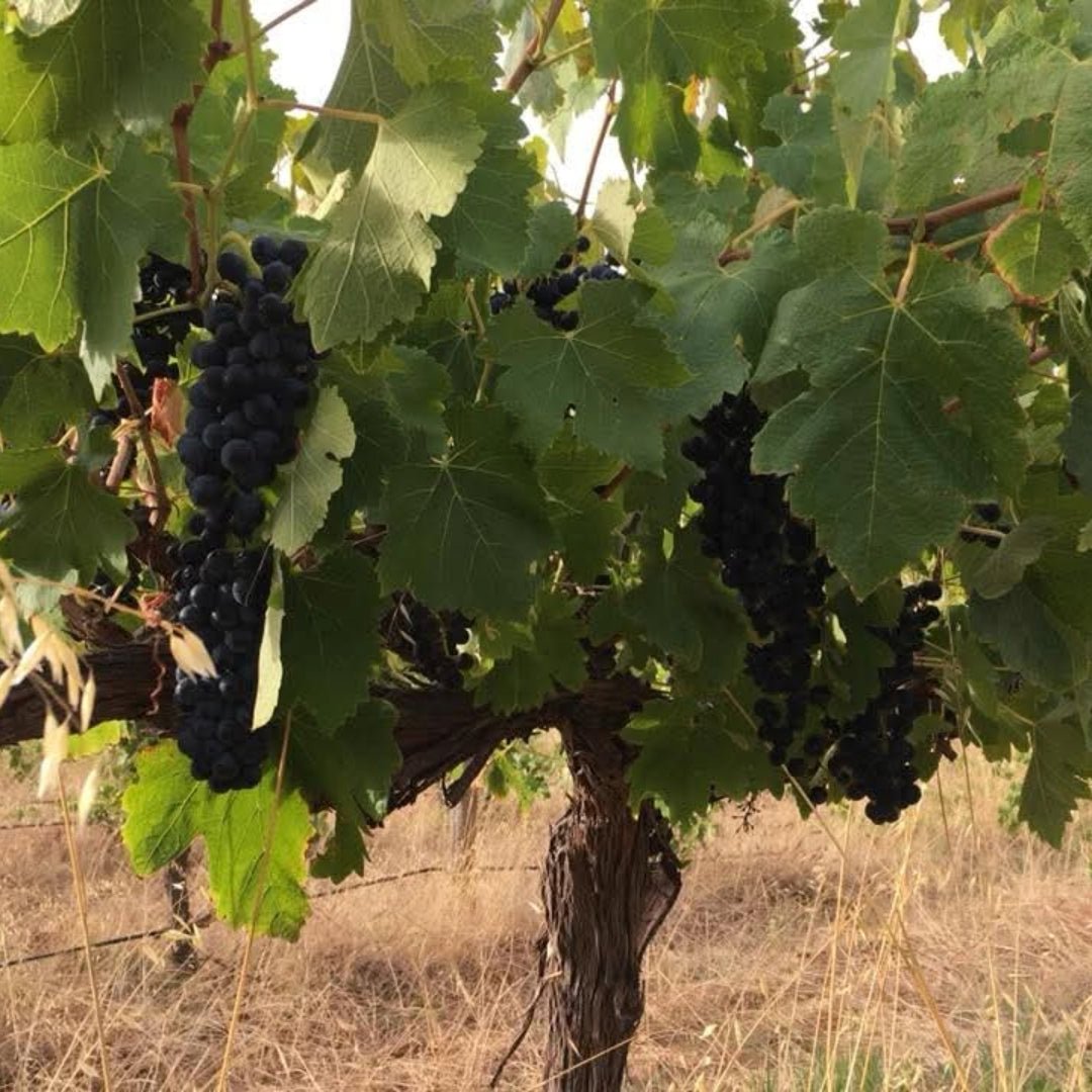 Eisenstone Barossa Valley Ebenezer Shiraz - Latitude Wine & Liquor Merchant