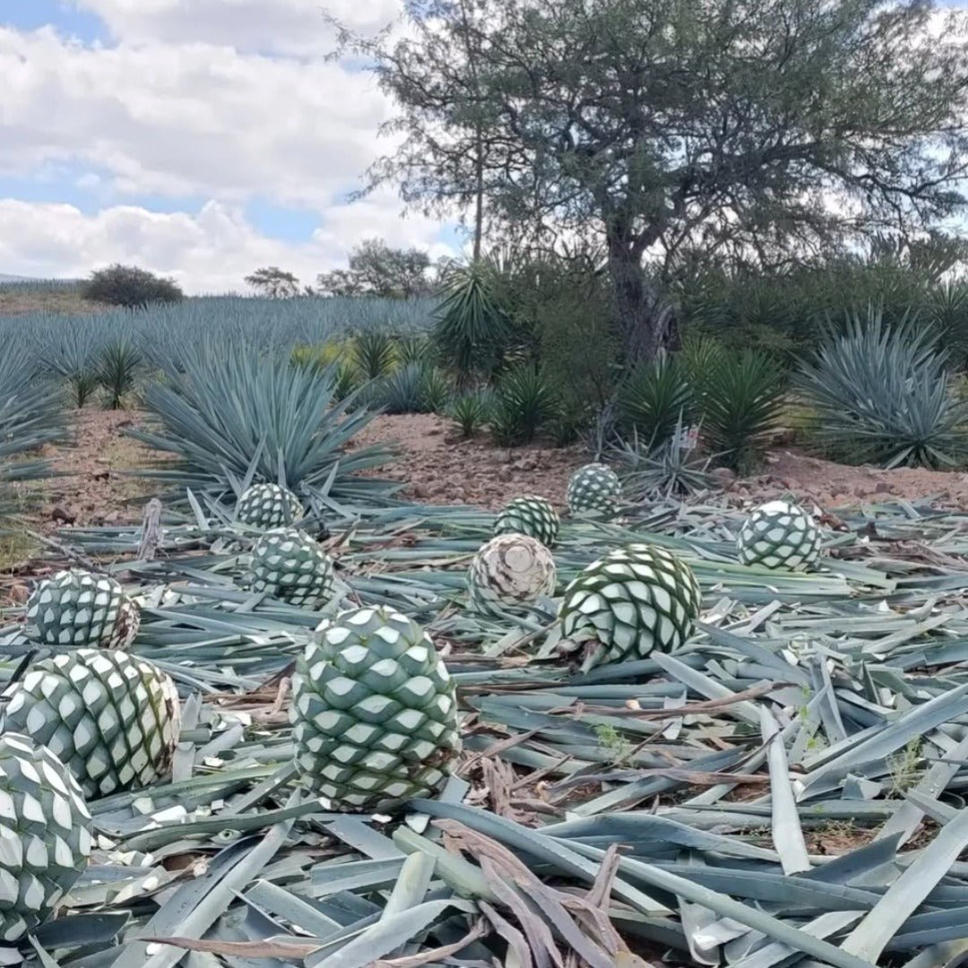 El Cabron Mezcal Joven - Latitude Wine & Liquor Merchant