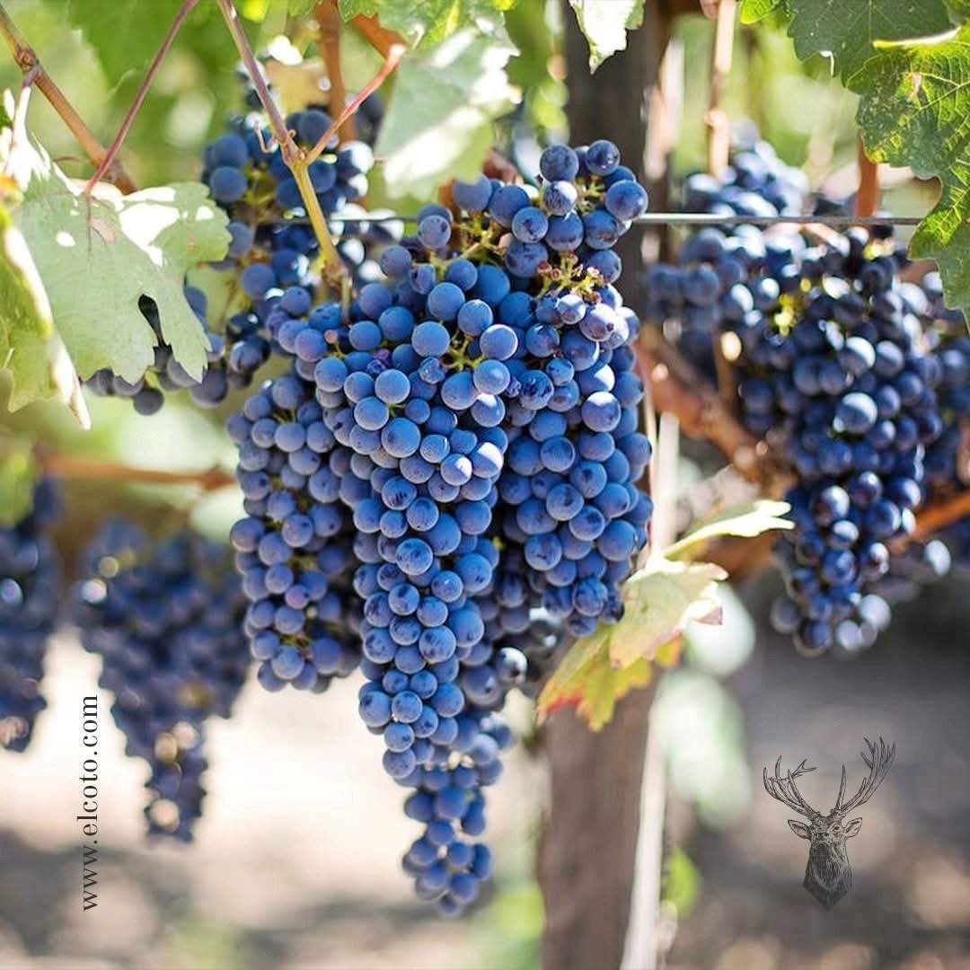 El Coto De Imaz Gran Reserva Rioja