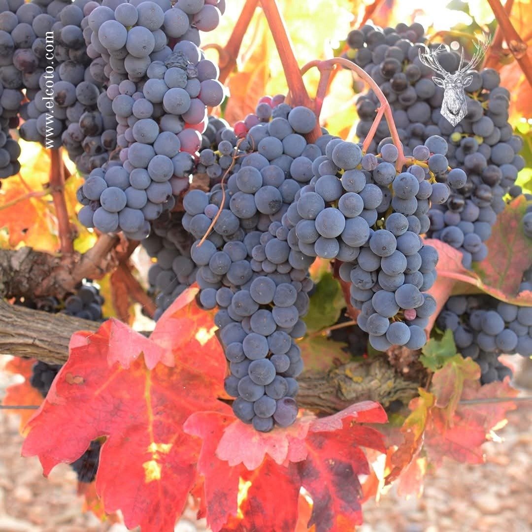 El Coto De Imaz Rioja Gran Reserva - Latitude Wine & Liquor Merchant