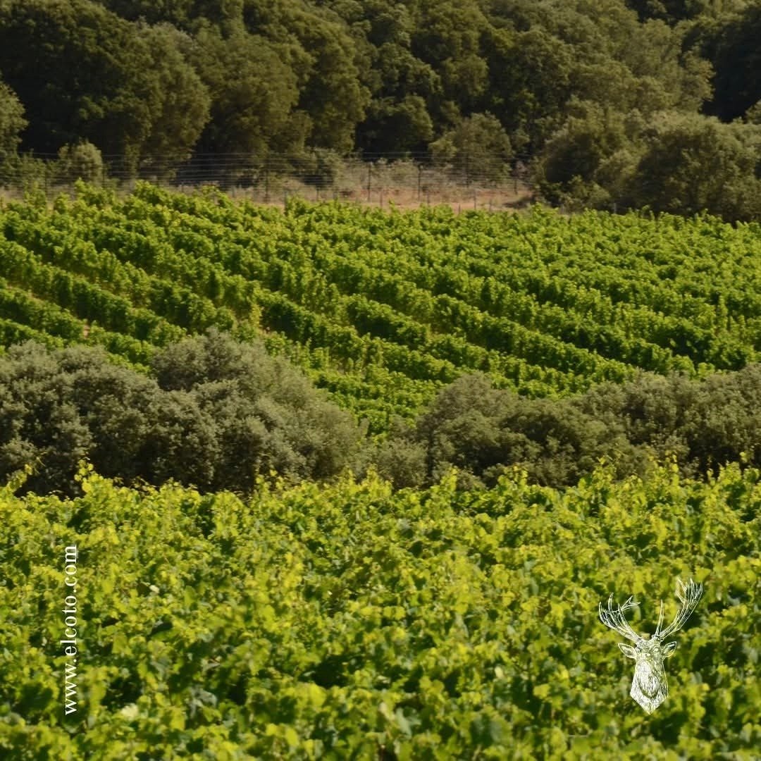 El Coto De Imaz Rioja Gran Reserva - Latitude Wine & Liquor Merchant