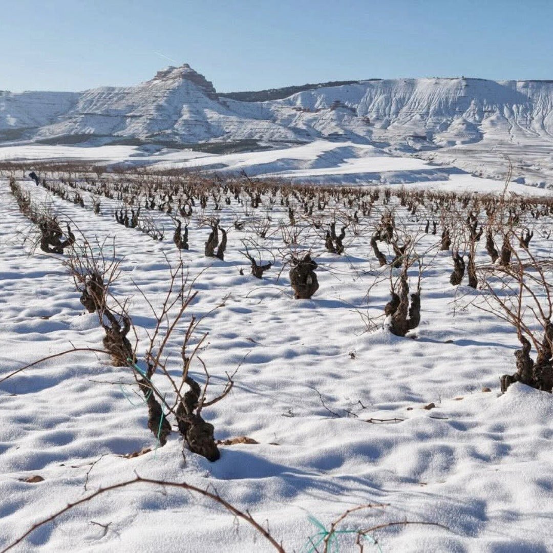 El Escoces Volante Manga Del Brujo Blanco - Latitude Wine & Liquor Merchant