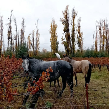 Emiliana Coyam - Latitude Wine & Liquor Merchant