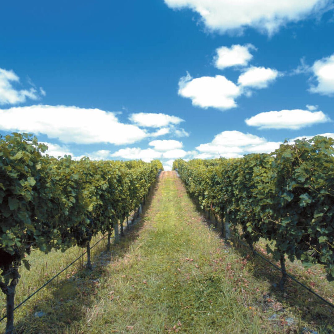 Esk Valley Sauvignon Blanc - Latitude Wine & Liquor Merchant