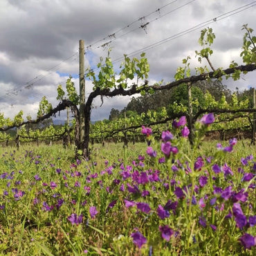 Este Vinhao Tinto - Latitude Wine & Liquor Merchant