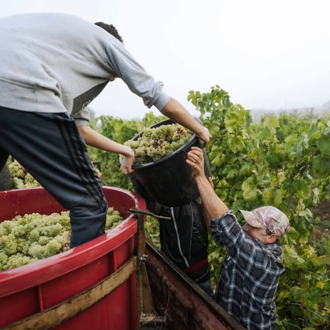 Este Vinhao Tinto - Latitude Wine & Liquor Merchant